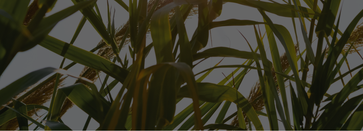 D'Addario Organic Reeds