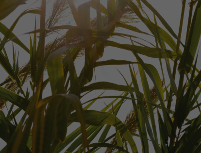 D'Addario Organic Reeds